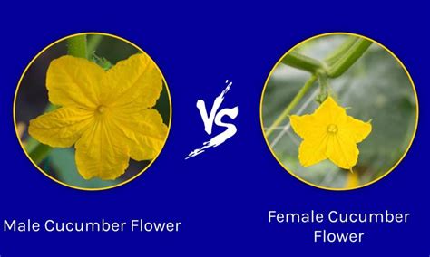 Male vs Female Cucumber Flowers: What's the Difference? - A-Z Animals