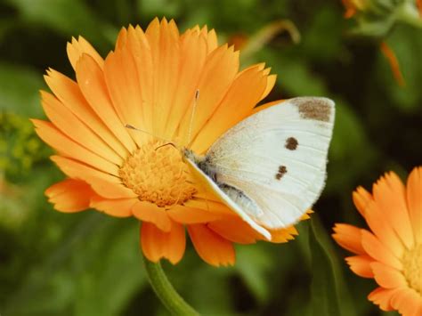 Calendula Flower Meaning: 9 Spiritual Messages