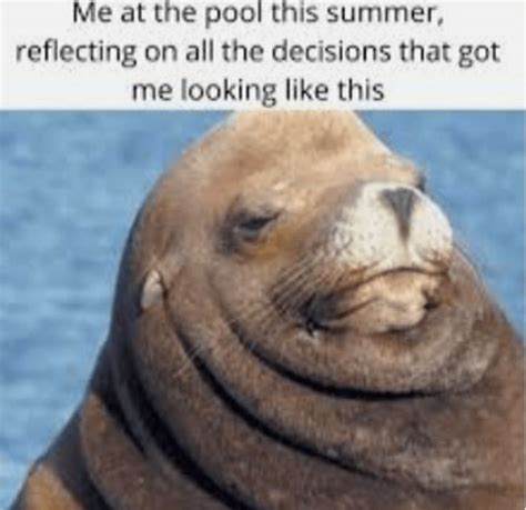 Tightly-Sealed And Wrinkly Walrus Memes | Summer memes, Funny summer memes, Funny memes