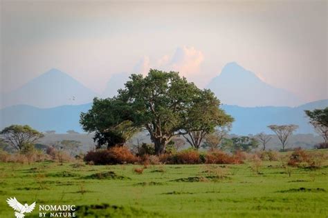 The Tree Lions of Ishasha • Nomadic by Nature