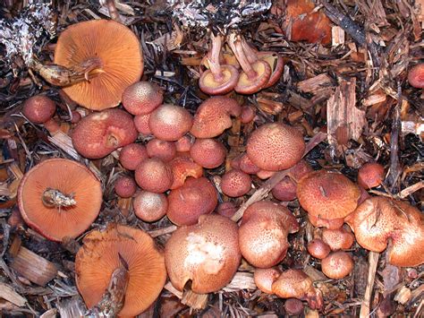 California Fungi: Gymnopilus luteofolius