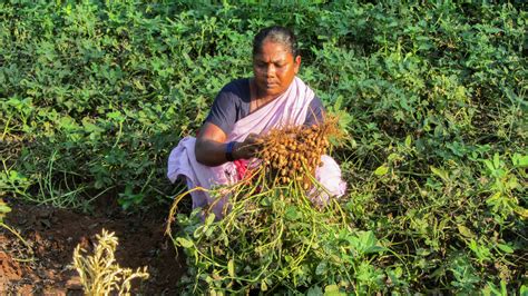 Groundnut cultivation improves incomes for tribal farmers in India ...