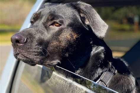 Cane Corso German Shepherd Mix: A Hybrid That Will Fascinate You