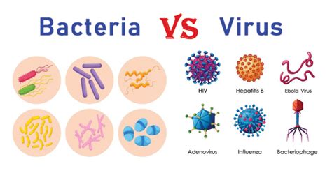 Bacteria vs. Virus: 28 Differences with Examples