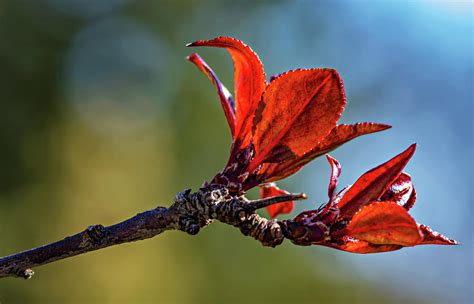 Spring Awakening Photograph by Steve Harrington