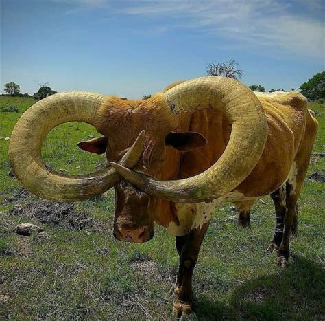 Texas longhorn horns evolution revolution – Artofit