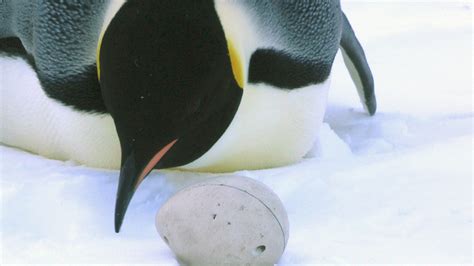 Through the eyes of a penguin egg, how magnets helped documentary producers get closer to a ...