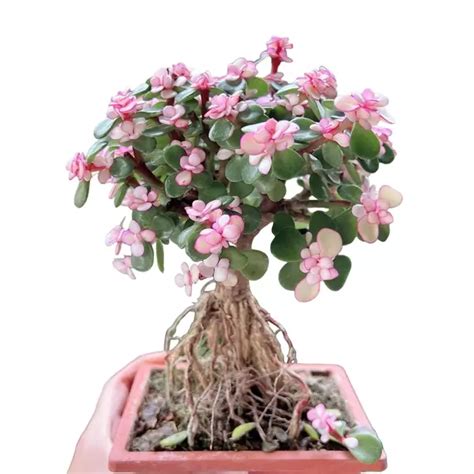 Pink Jade Bonsai - Rare - Jiffy Plants