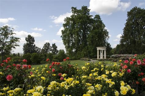 ‘People Came Into the Garden and Began to Weep’: The Huntington’s Rose ...