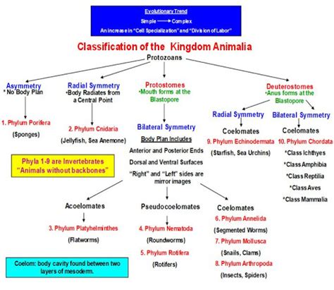 Flow Chart Of Invertebrates In The Kingdom Animalia - Chart Walls