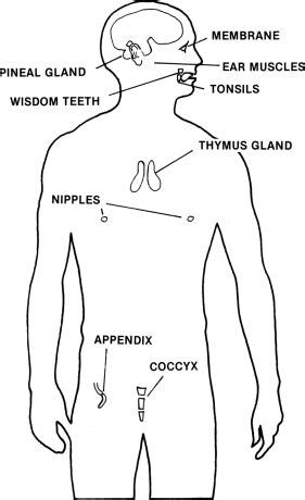 Do humans have vestigial organs