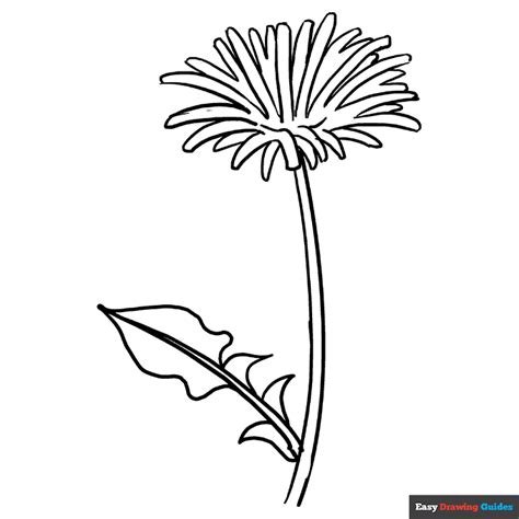 Dandelion Coloring Page | Easy Drawing Guides