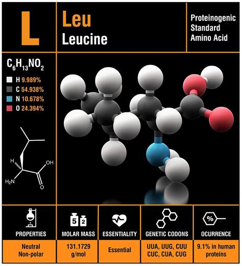 Leucine Amino Acid Molecule Photograph by Carlos Clarivan/science Photo Library - Pixels