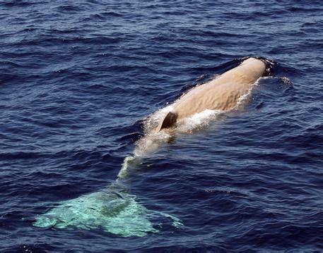 Rare sighting of white sperm whale in Sardinia - English - ANSA.it