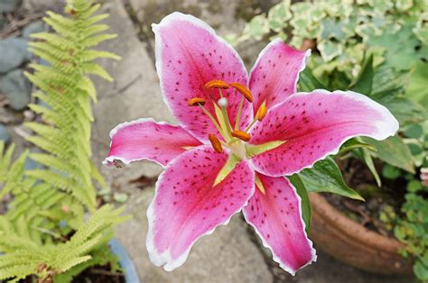 History of Stargazer Lilies - ProFlowers Blog