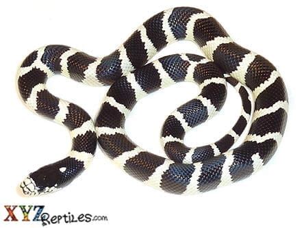 Banded Black & White California Kingsnake For Sale - XYZReptiles