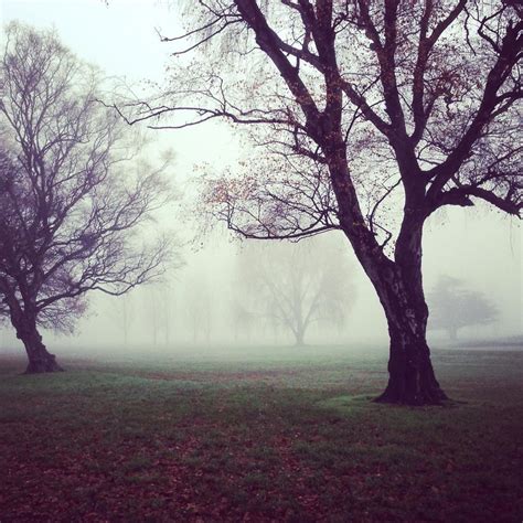 Free picture: tree, fog, mist, landscape, dawn, wood, park, nature, branch