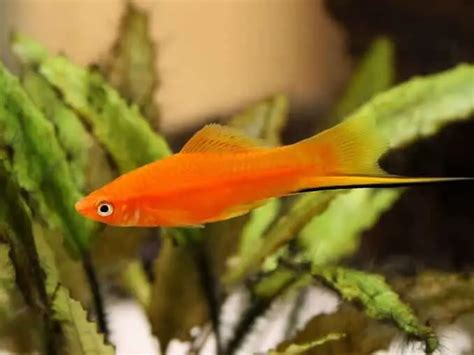 Platy Fish: Care, Lifespan, Food & Tank Mates of Platies | Fishkeeping World