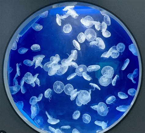 O287 jellyfish aquarium starter kit – PetJellyfishUS