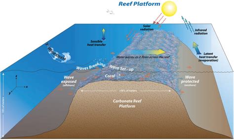 Coral Reef Diagram