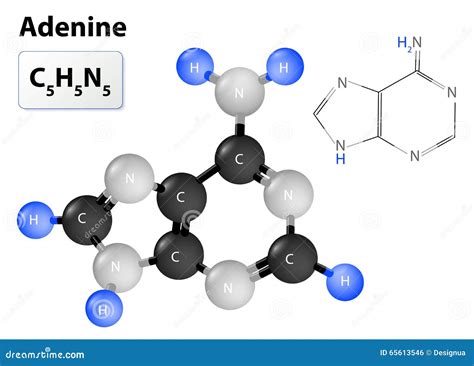 Adenine molecule stock vector. Illustration of nucleobase - 65613546