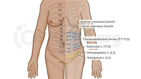 Anatomy of the anterolateral abdominal wall | Osmosis