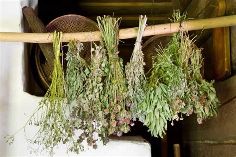 How to Dry Fresh Herbs at Home | Melissa K. Norris