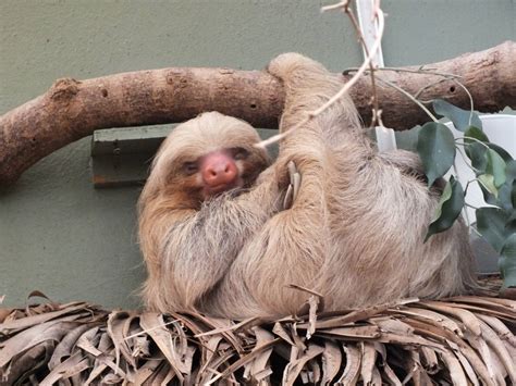 Hoffmann's two-toed sloth (Choloepus hoffmanni) at Newquay Zoo ...