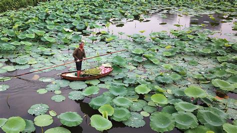 Hà Nội đến và yêu: Sen Tây Hồ, đầm sen lâu đời và lớn nhất Thủ đô