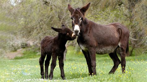 DNA reveals donkeys were domesticated 7,000 years ago in East Africa ...