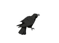 The tale of the crow who dared - Words Amore - Nanditha Kannan