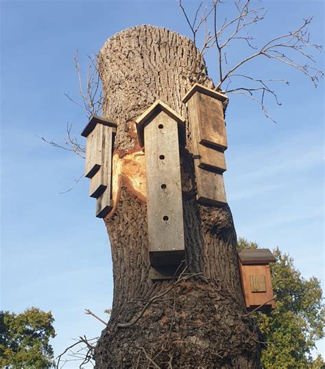 sparrow nest boxes | Conservation & Access