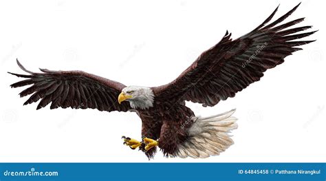 Bald Eagle Spreading Its Wings In Alaska Royalty-Free Stock Image ...