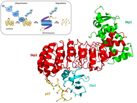 Main: Schematic of the crystal structure of a p27 phosphopeptide bound ...