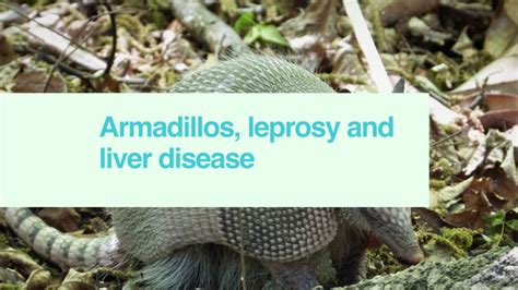 Armadillos, leprosy & liver disease