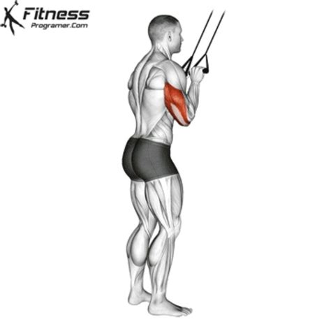 Resistance Band Tricep Pushdown by Matt M. - Exercise How-to - Skimble