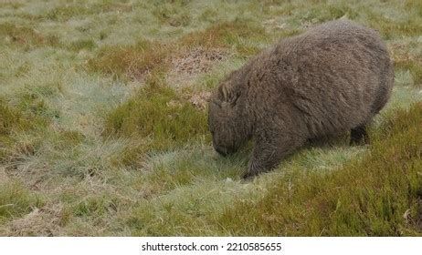 1,271 Grass Wombat Images, Stock Photos & Vectors | Shutterstock