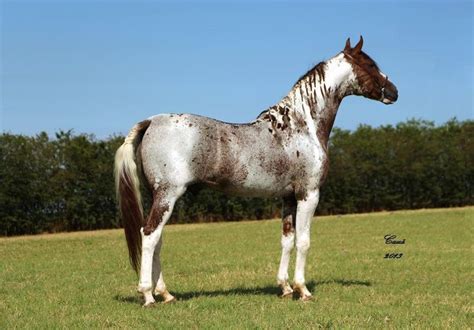 161 best images about Tobiano Pinto/Paint on Pinterest | Ponies, Show horses and Dressage