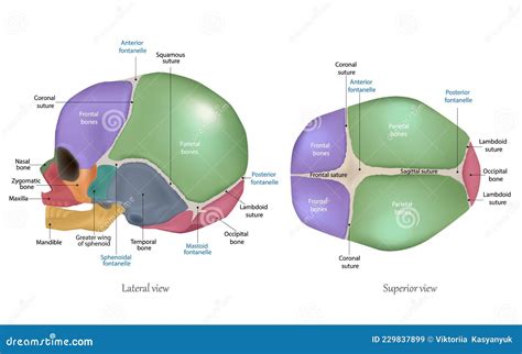 Anatomy Of The Newborn Skull. Cranial Sutures And Fontanelle. Lateral And Superior View Cartoon ...