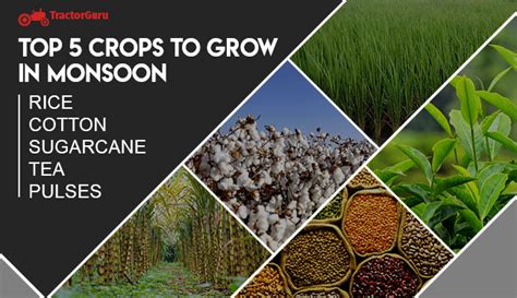 Top 5 Monsoon Crops Grown in India | Best Monsoon Crops List