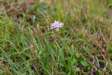 A Second Spring: Fall Wildflowers in Texas - Texas Kids Adventures