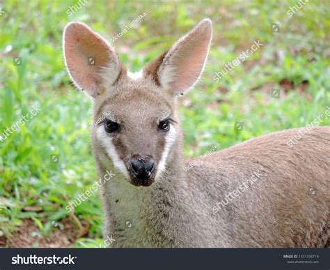 82 Antilopine Kangaroo Images, Stock Photos & Vectors | Shutterstock