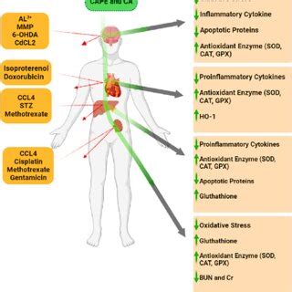 Cellular mechanisms of action of Caffeic acid and caffeic acid... | Download Scientific Diagram