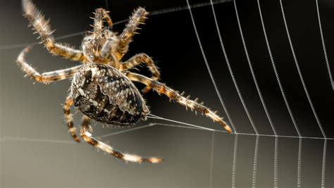 Spider Silk: The Biology Behind the Incredible Material - Research ...