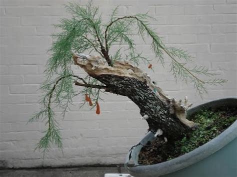 Tamarix Bonsai Tree Care - YouTube