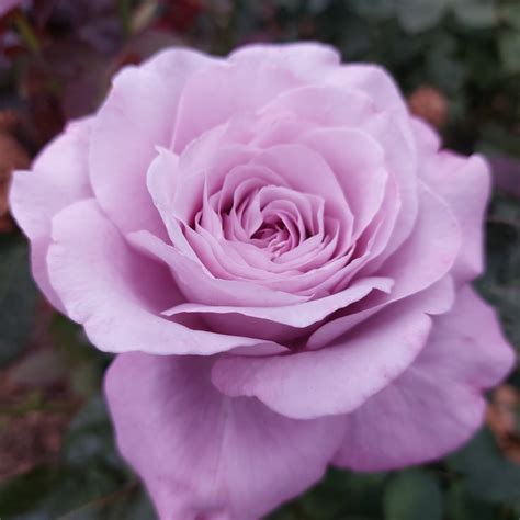 Purple & Lavender - GILROY NURSERIES