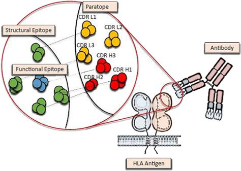 Epitope–paratope interaction: The paratope incorporates the three... | Download Scientific Diagram