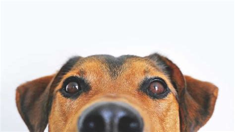 Dog Eye Contact | Bonding With Your Dog Using Eye Contact | The Dog ...