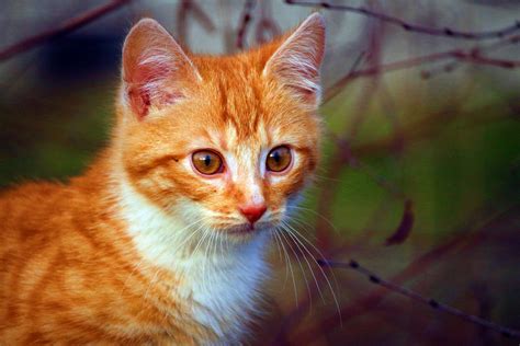 Free picture: yellow cat, curious, young, kitten, animal, feline, fur, kitty, pet