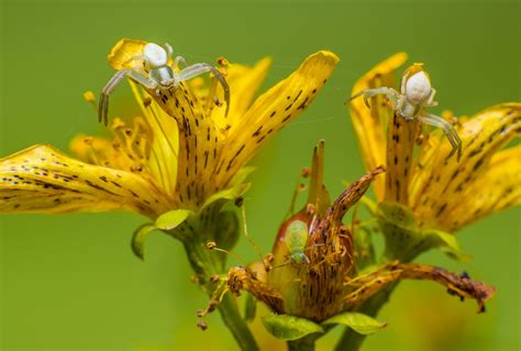 White Crab Spider - Free photo on Pixabay - Pixabay